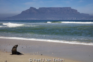 Marooned
Baby seal far away from its colony. Most likely... by Peet J Van Eeden 